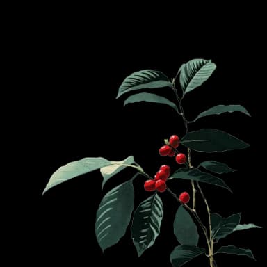 Plant illustration
